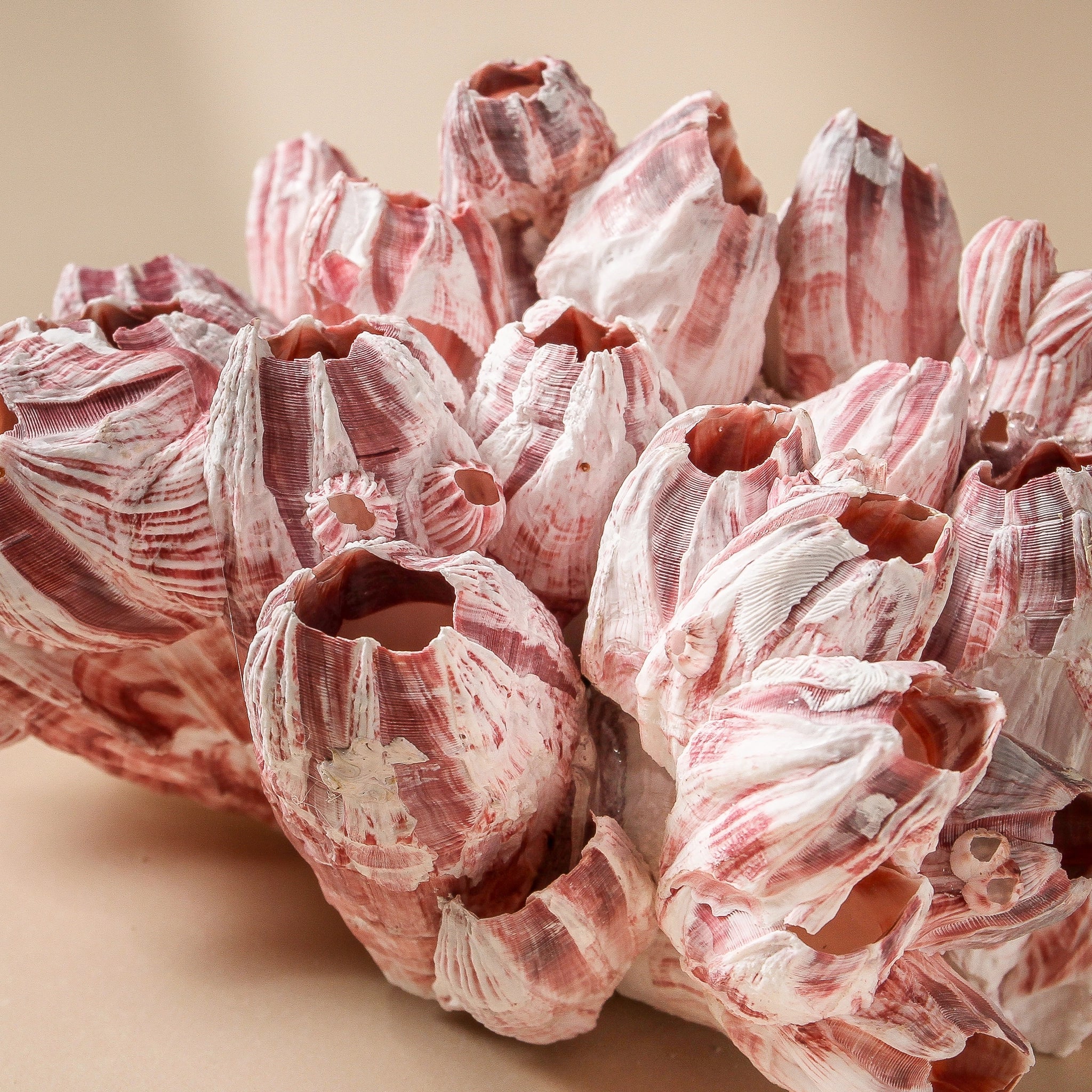 Barnacle - Small - Image 2