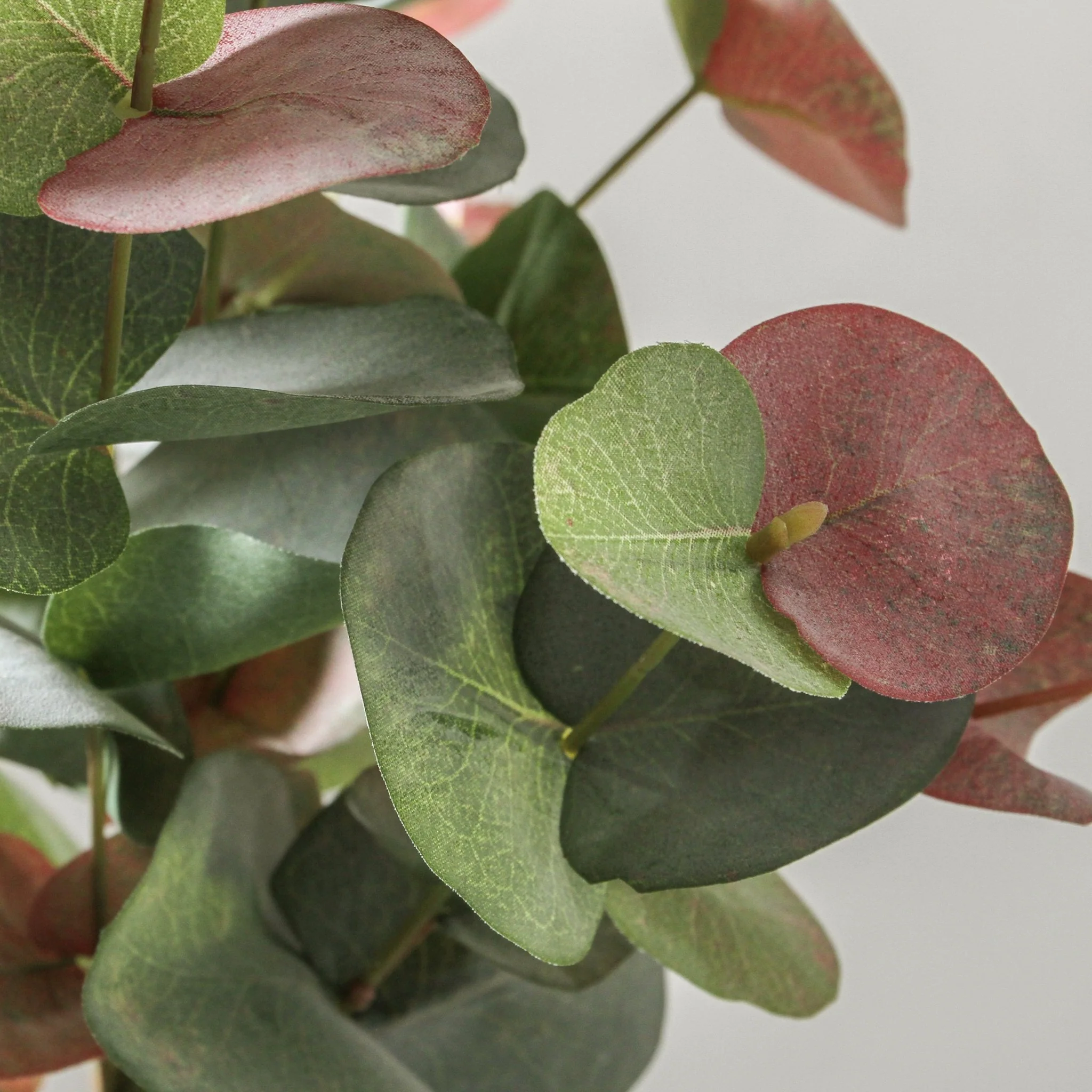 Eucalyptus Flowering - Spinning Gum Bush Pink 60cm - Image 5