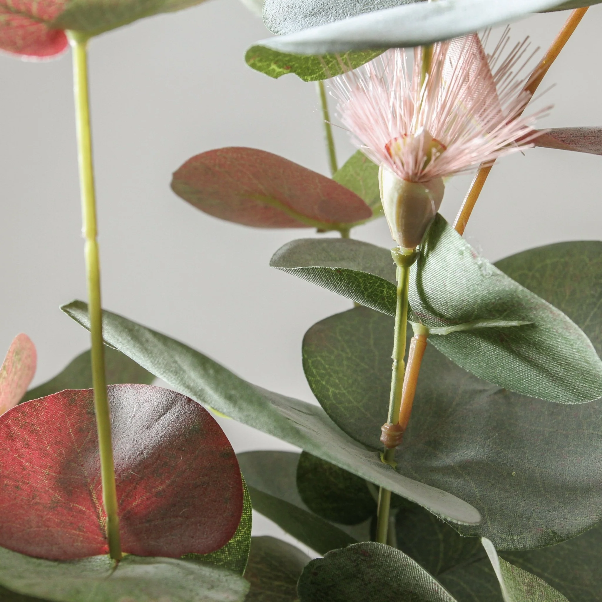 Eucalyptus Flowering - Spinning Gum Bush Pink 60cm - Image 6