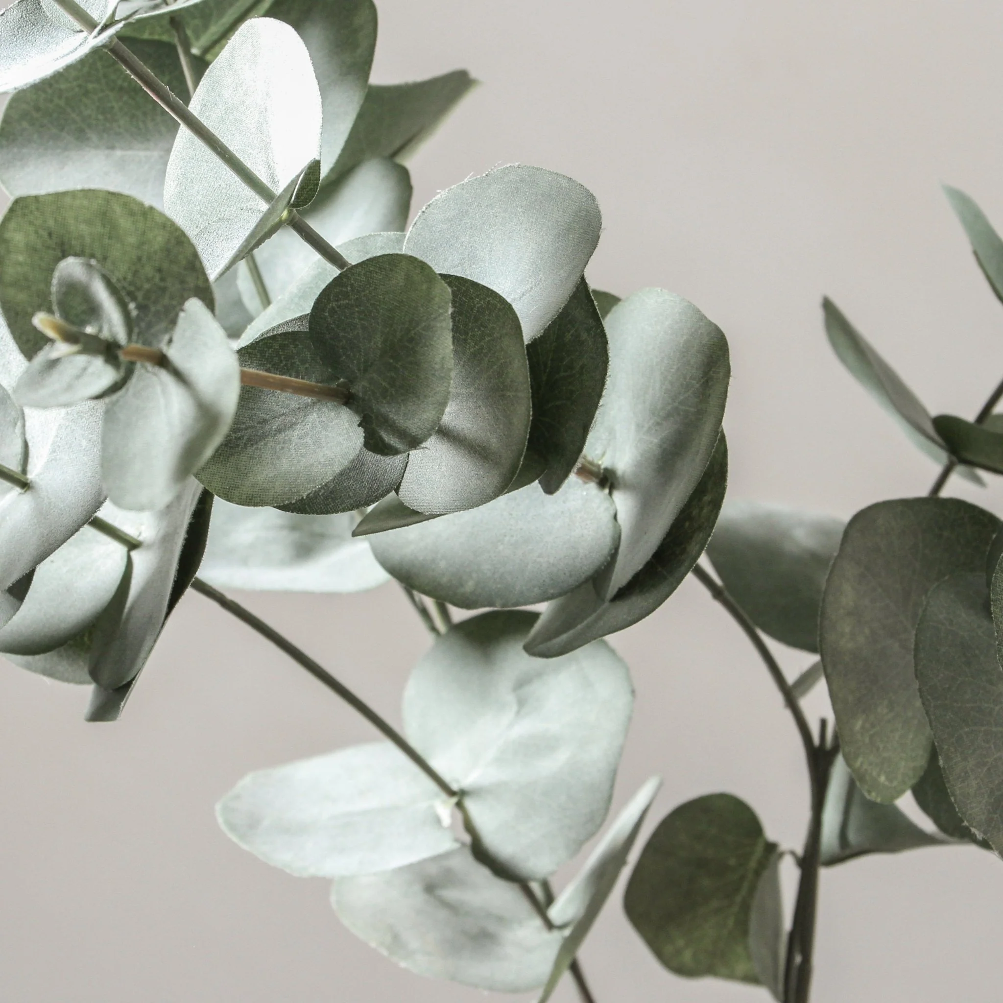Eucalyptus Silver Dollar - Forest Green 101cm - Image 3